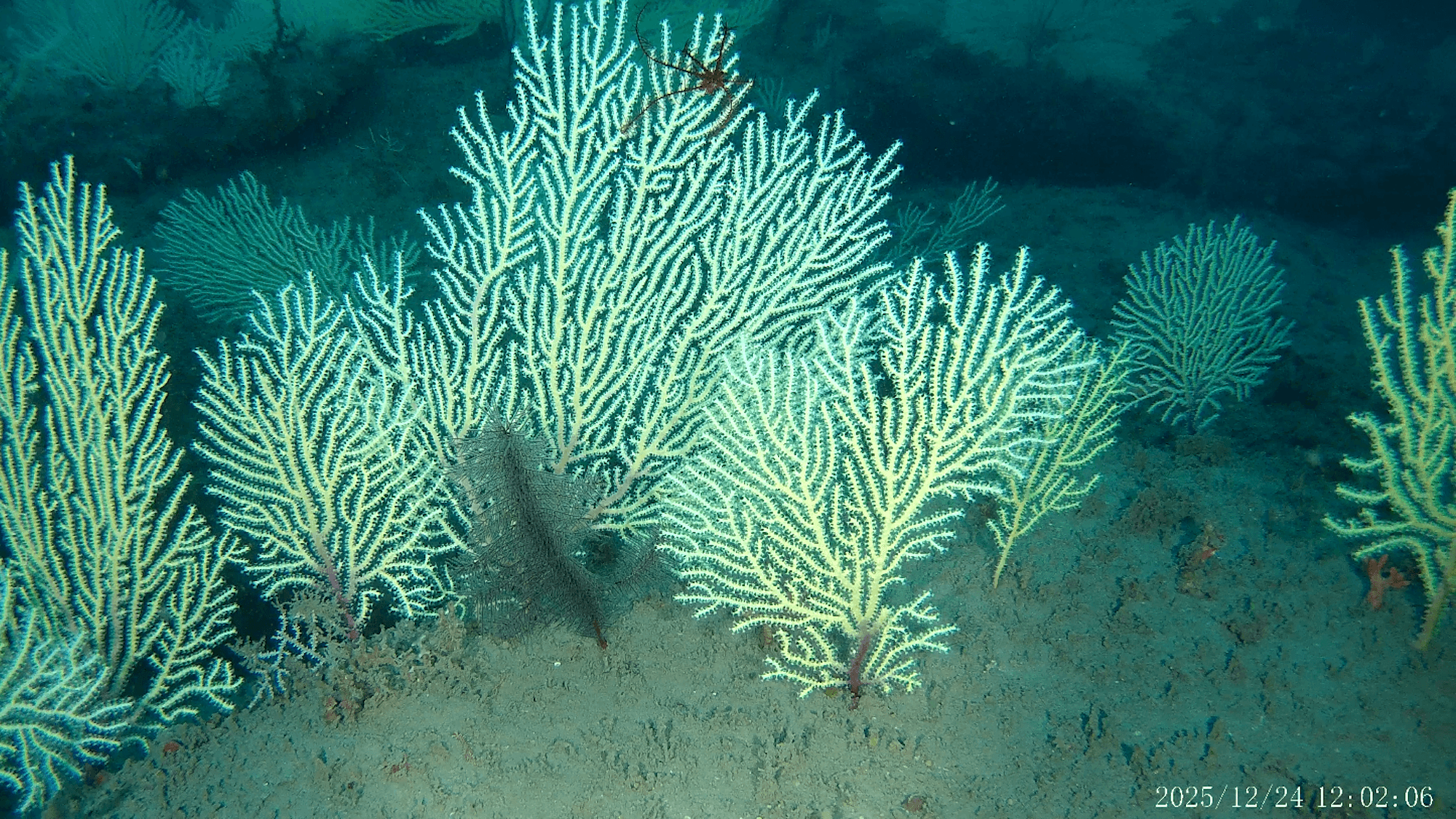 Lost Coral Reef Discovered Thriving Off West Africa