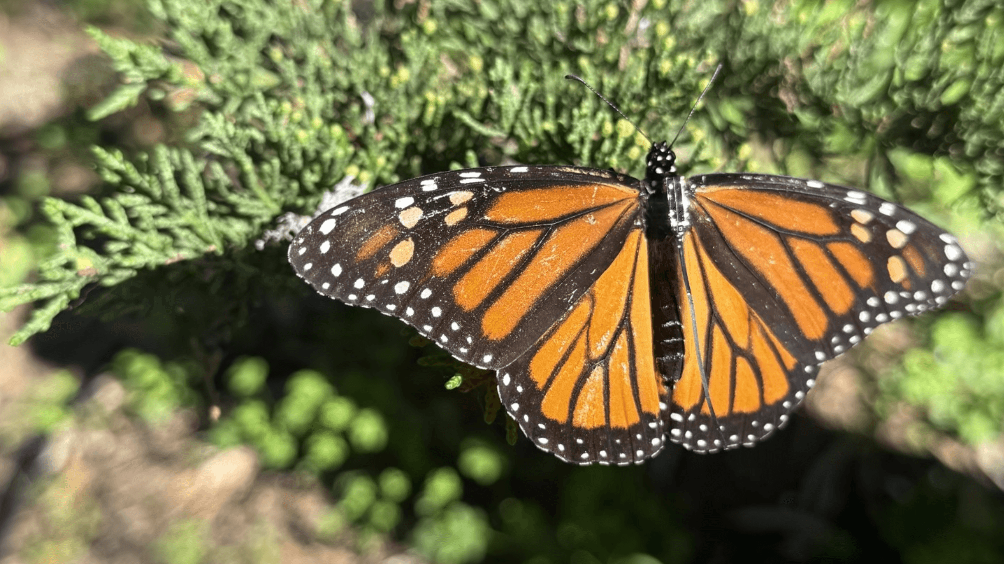 Citizen Scientists Track Monarch Migrations With Butterfly Backpacks