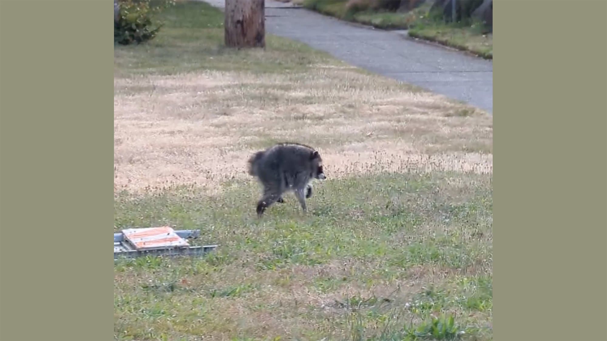 Internet's Favorite Raccoon Inspires Despite Rare Condition