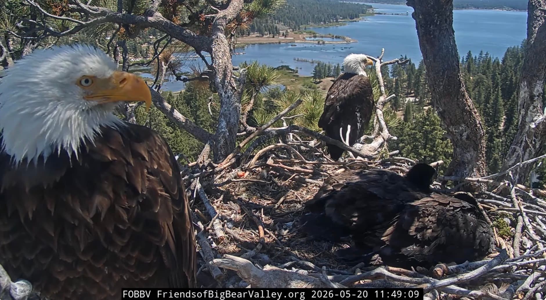 Eagle Chicks Graduate to Their Own Cozy Sleeping Spot