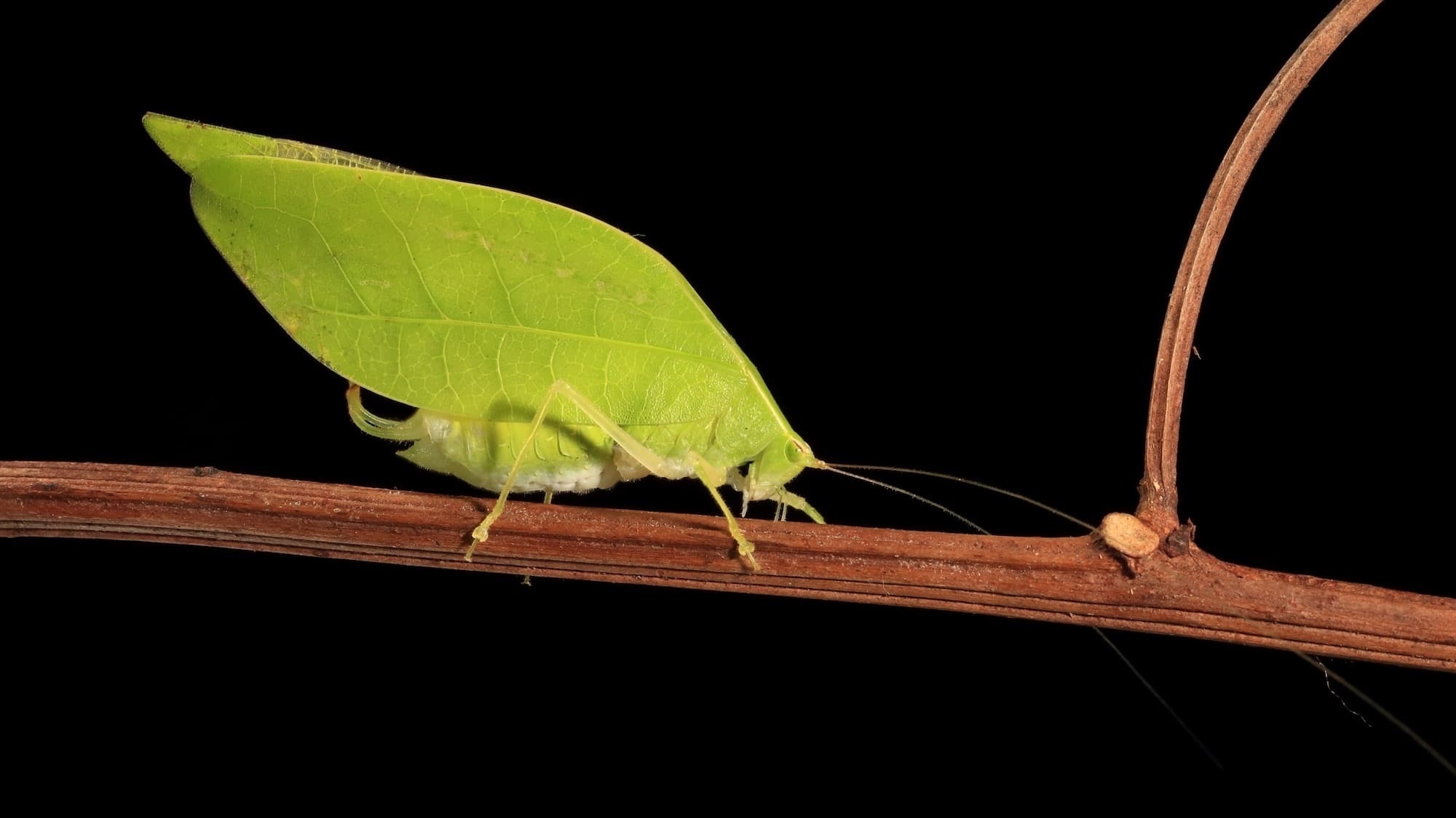 Nature's dual-purpose design: How katydids weaponize camouflage for love
