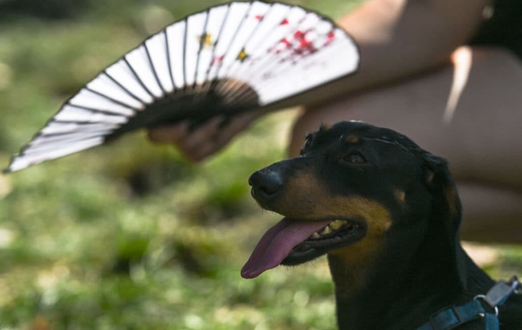 Extreme Heat Is Rewiring Animal Brains in Unexpected Ways