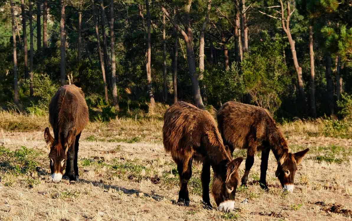 Spain's Hardworking Donkeys Become Wildfire Heroes