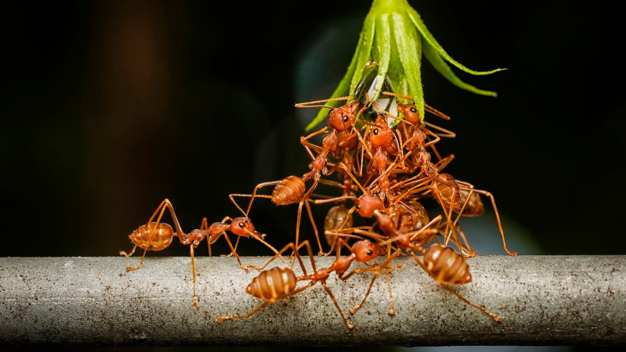 Bigger Ant Colonies? They Actually Work Better Together