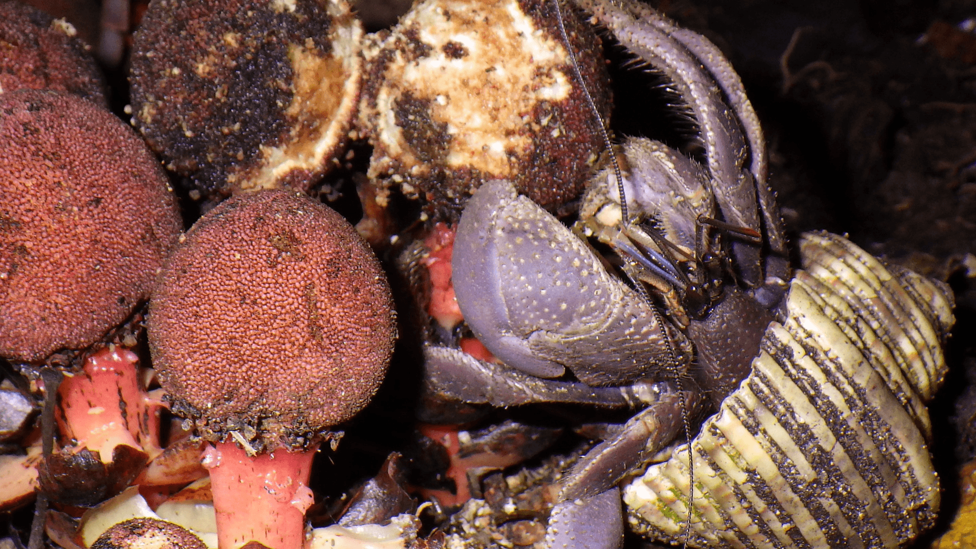Hermit Crabs: Unexpected Heroes of Plant Survival