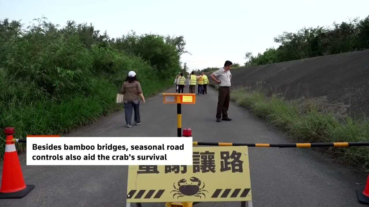 Tiny Bridges, Big Impact: Crabs Thrive on Taiwan