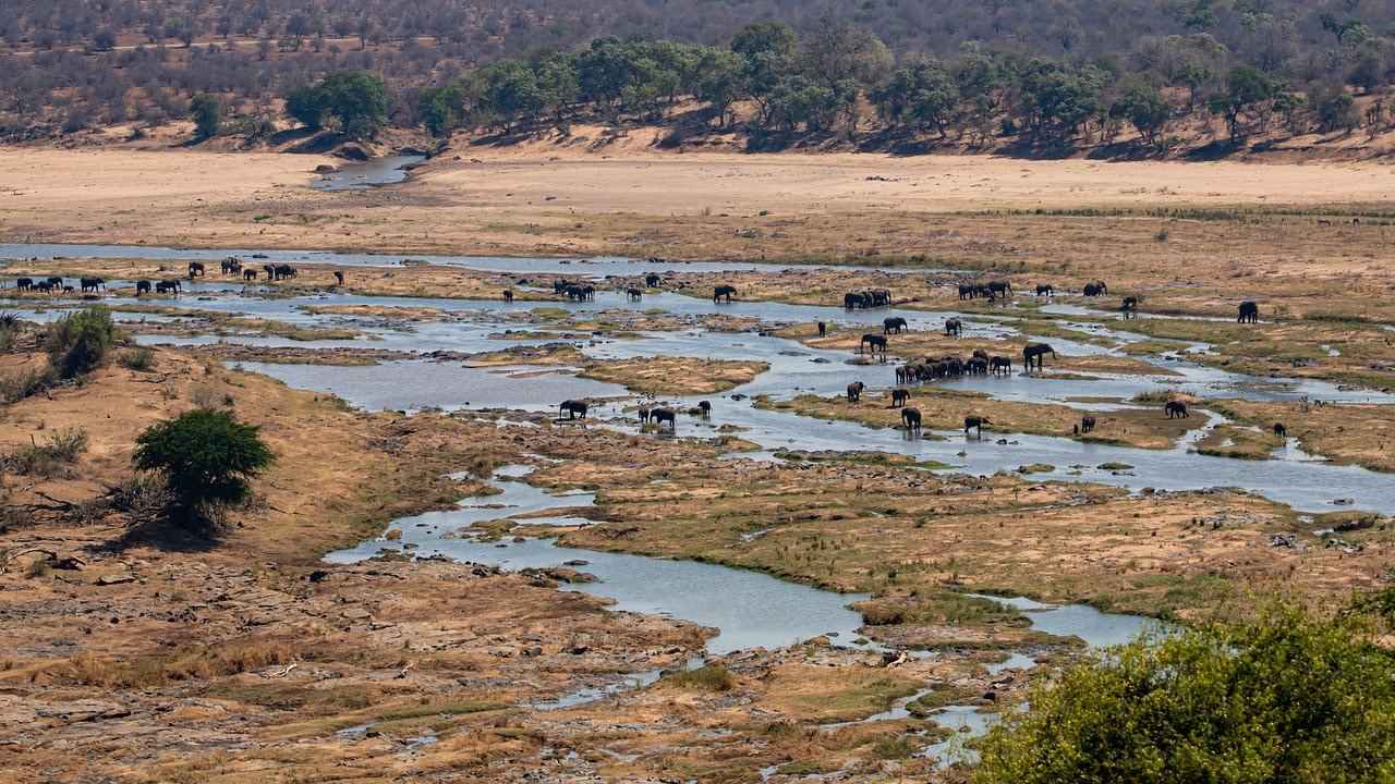 A Century of Conservation: Kruger's Wild Legacy Endures