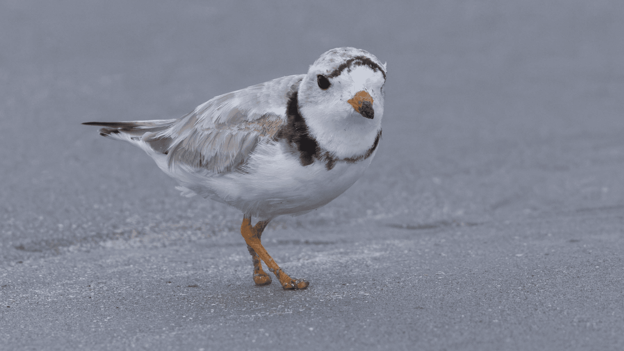 Phoenix the Fearless: A Piping Plover's Remarkable Journey