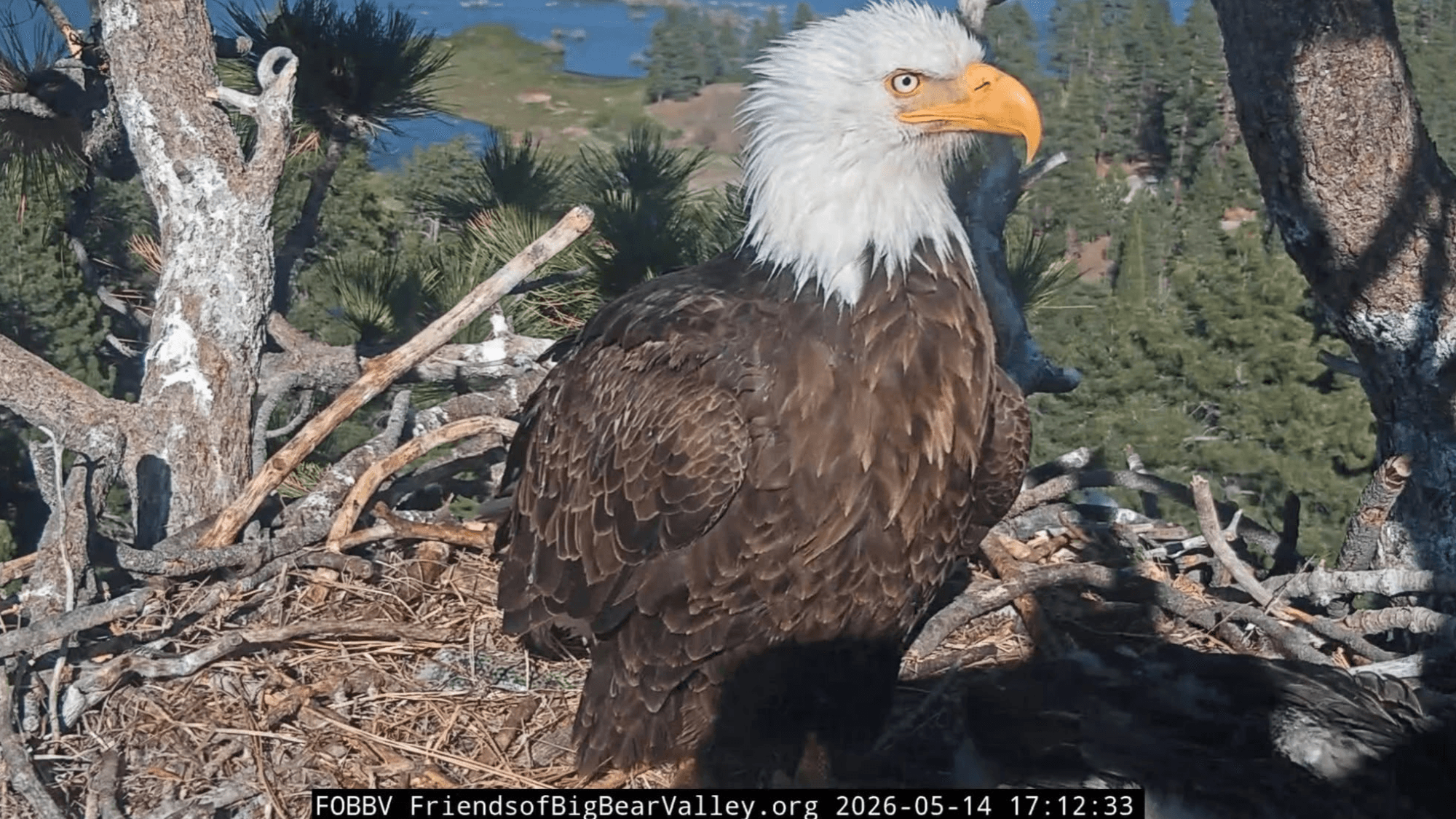 Jackie the Eagle Fights On, Caregivers Stand By Her Side