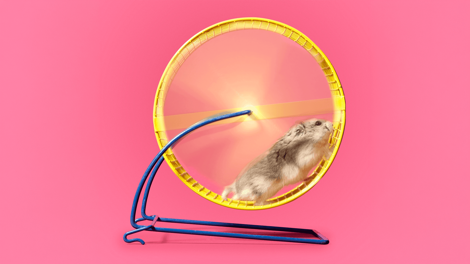 Hamsters run wheels not from stress, but pure joy