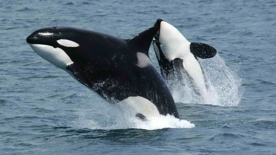 Orcas Execute Coordinated Sunfish Ramming Strategy