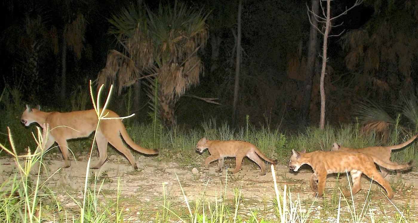 Everglades Rewilding Triumph: Drained Swamps Return to Life