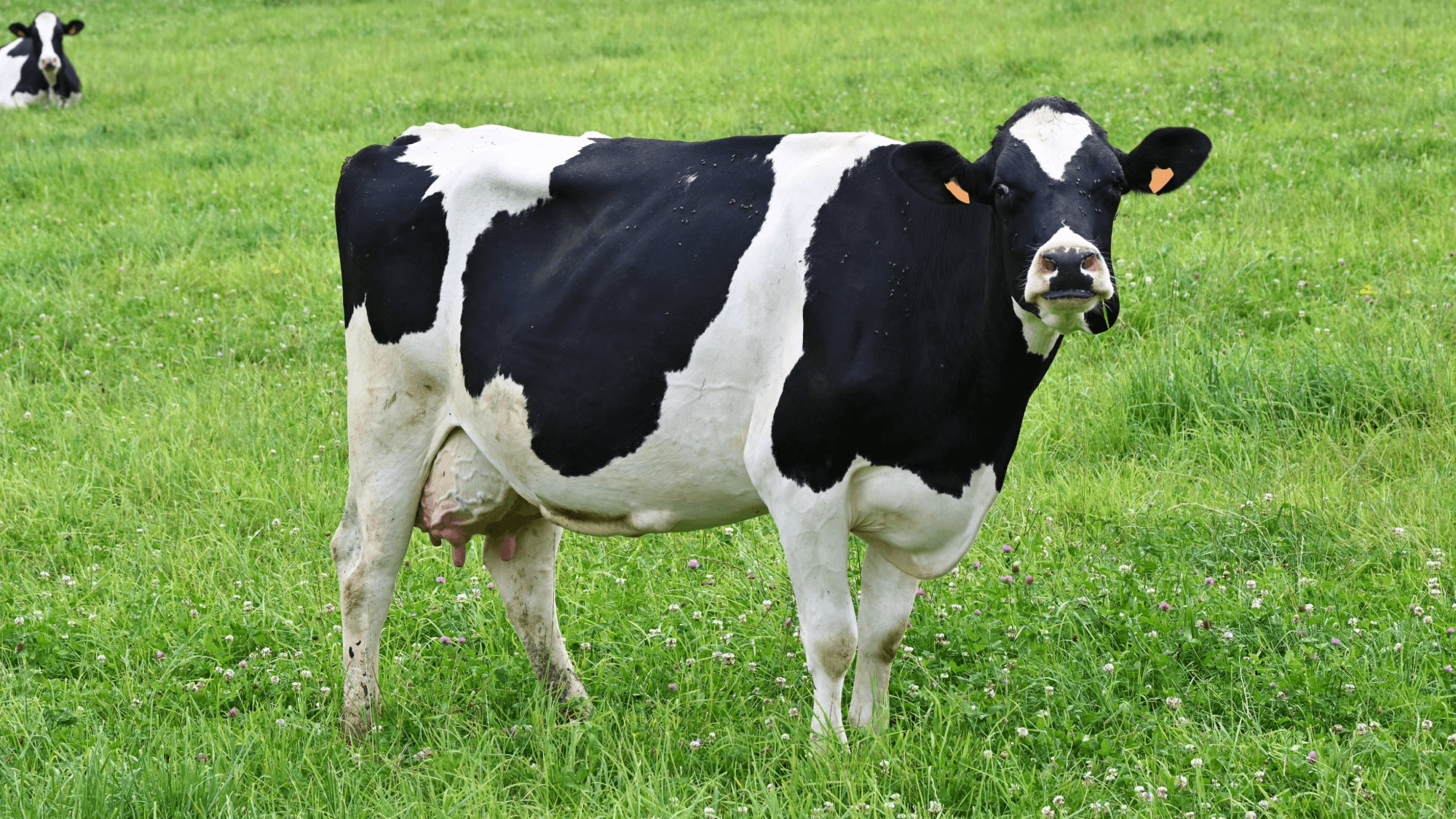 Cows recognize human faces better than we thought