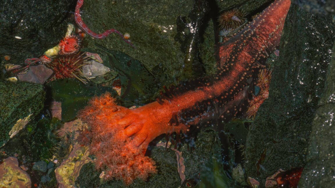Sea Cucumber's Severed Arms Refuse to Die