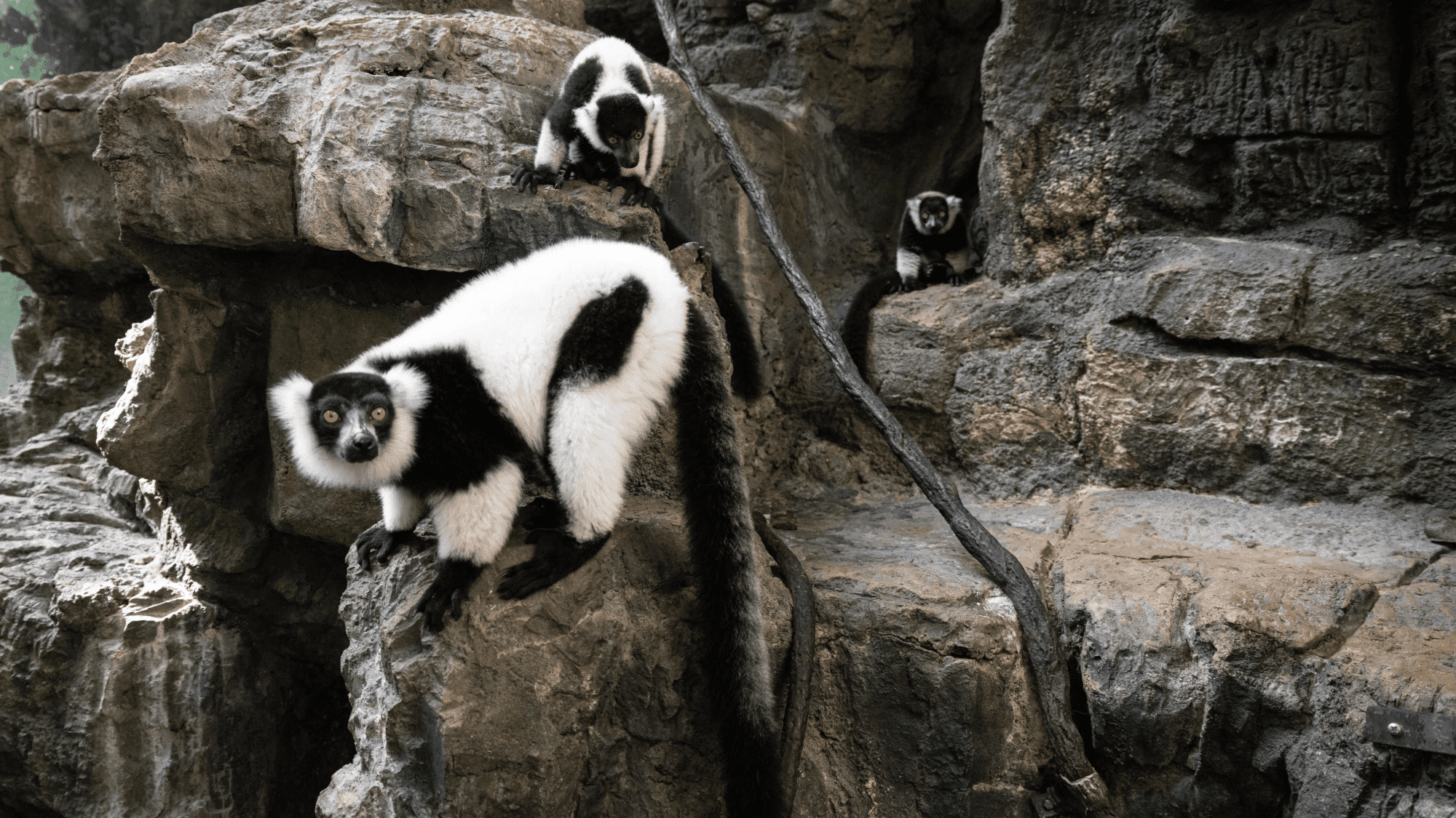 Rare Twin Lemurs Born at Central Park Zoo