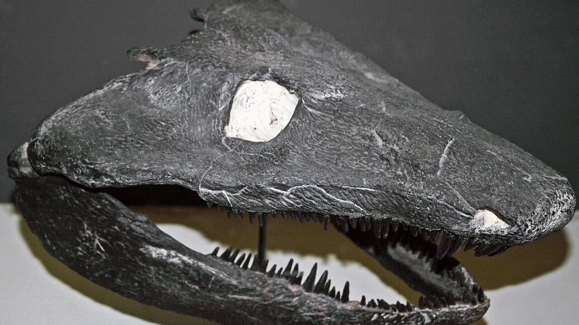 Early Land Animals Ditched Tadpoles Entirely