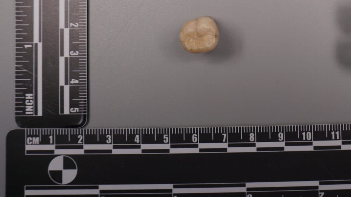 Ancient DNA reveals surprising link between human species