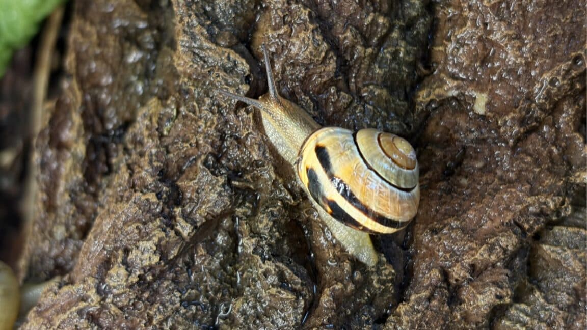 The Surprising Engineering Behind Snail Slime