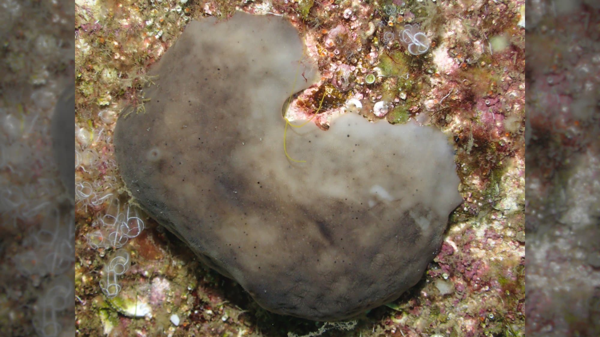 Sea Sponges Become Unexpected Water Purification Powerhouses