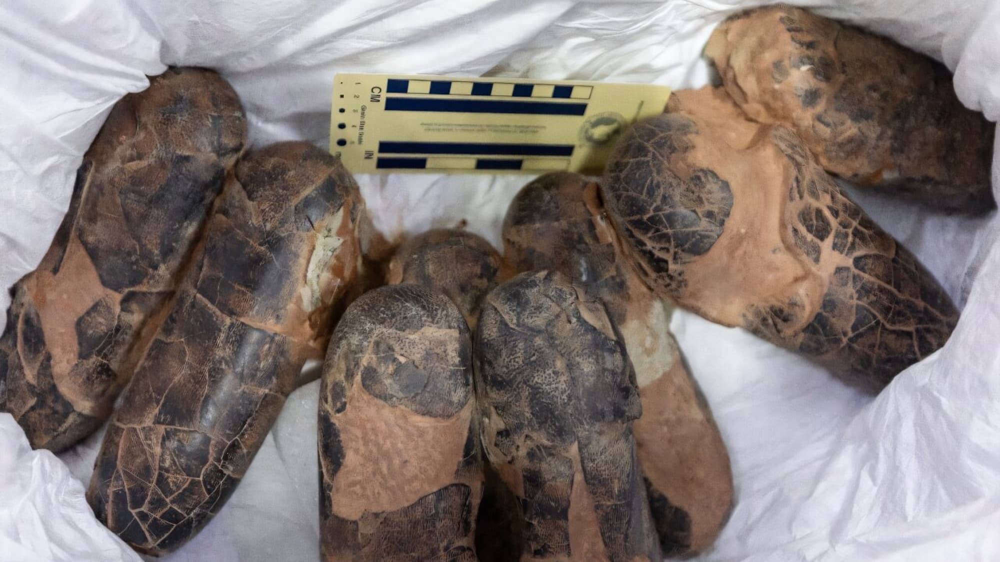 Ancient T. rex relative finally comes home to Mongolia