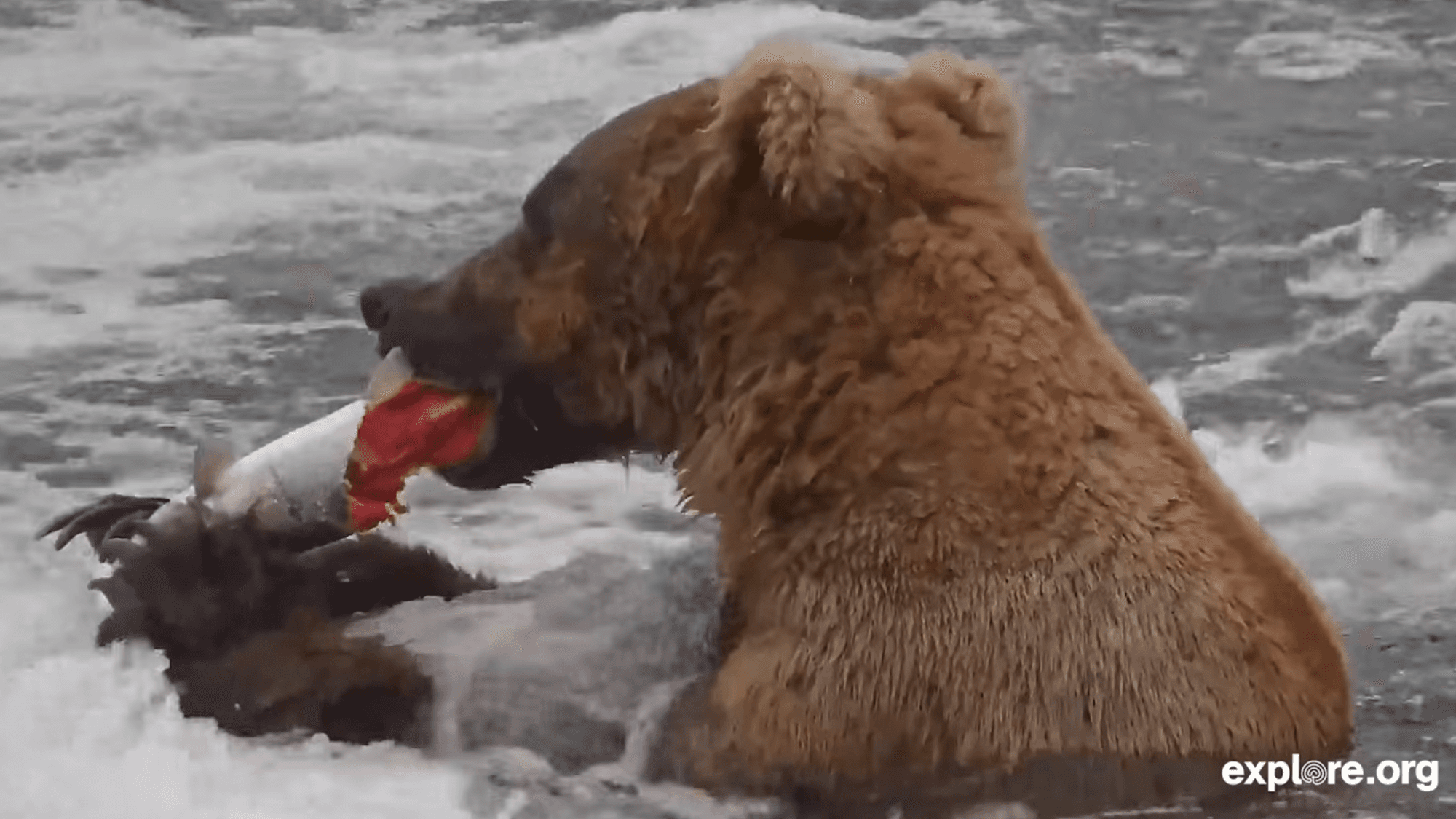 Meet Bucky, the clever salmon-catching bear of Katmai