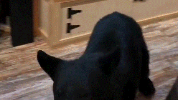 Bear Crashes Anniversary Celebration, Steals the Show