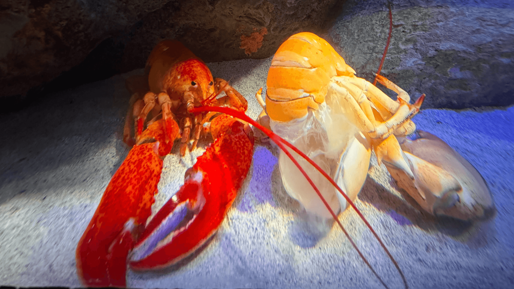 Luigi the Lobster Sheds His Bright Orange Shell