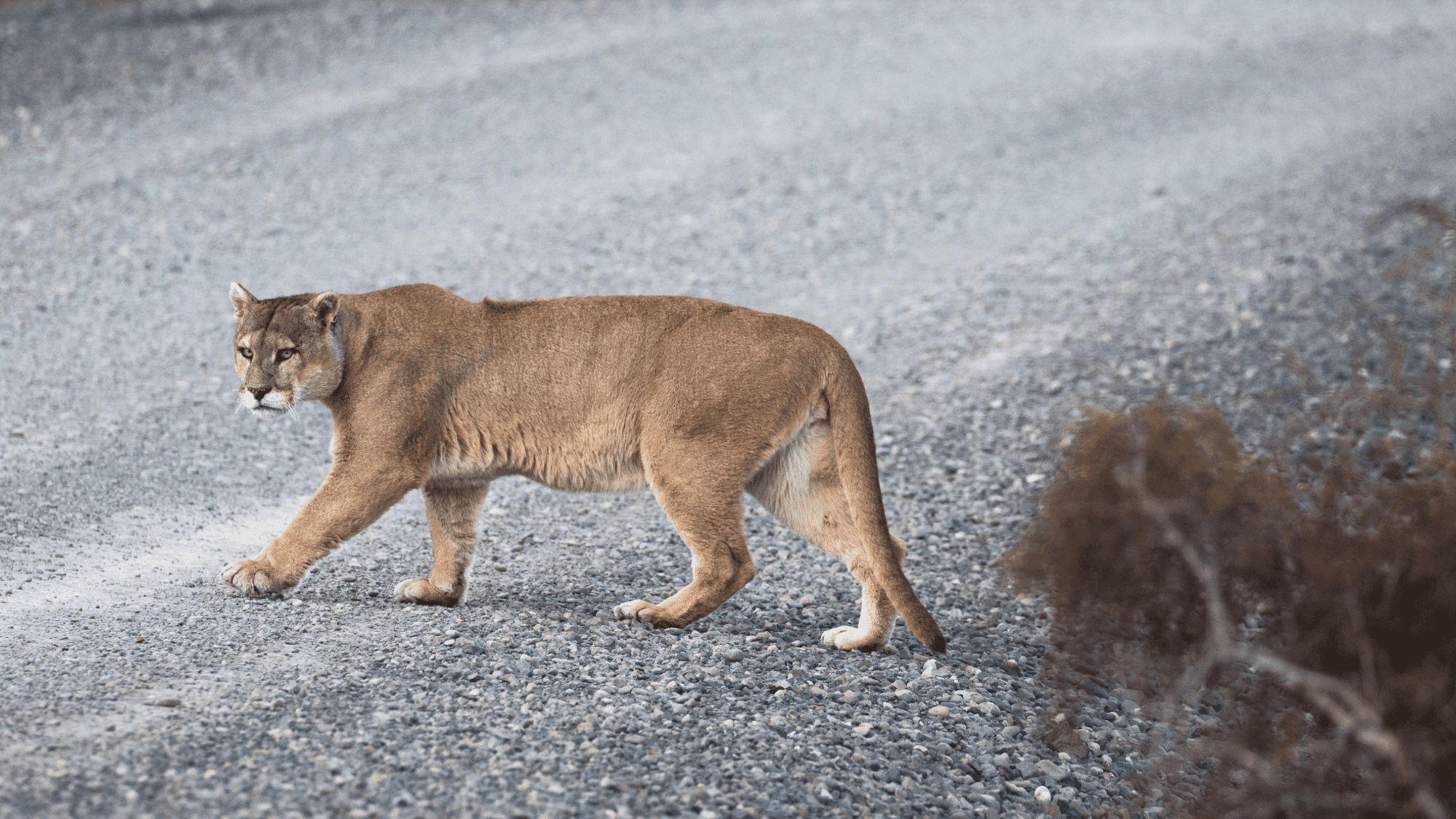 Pumas Could Be Nature's Answer to Road Safety