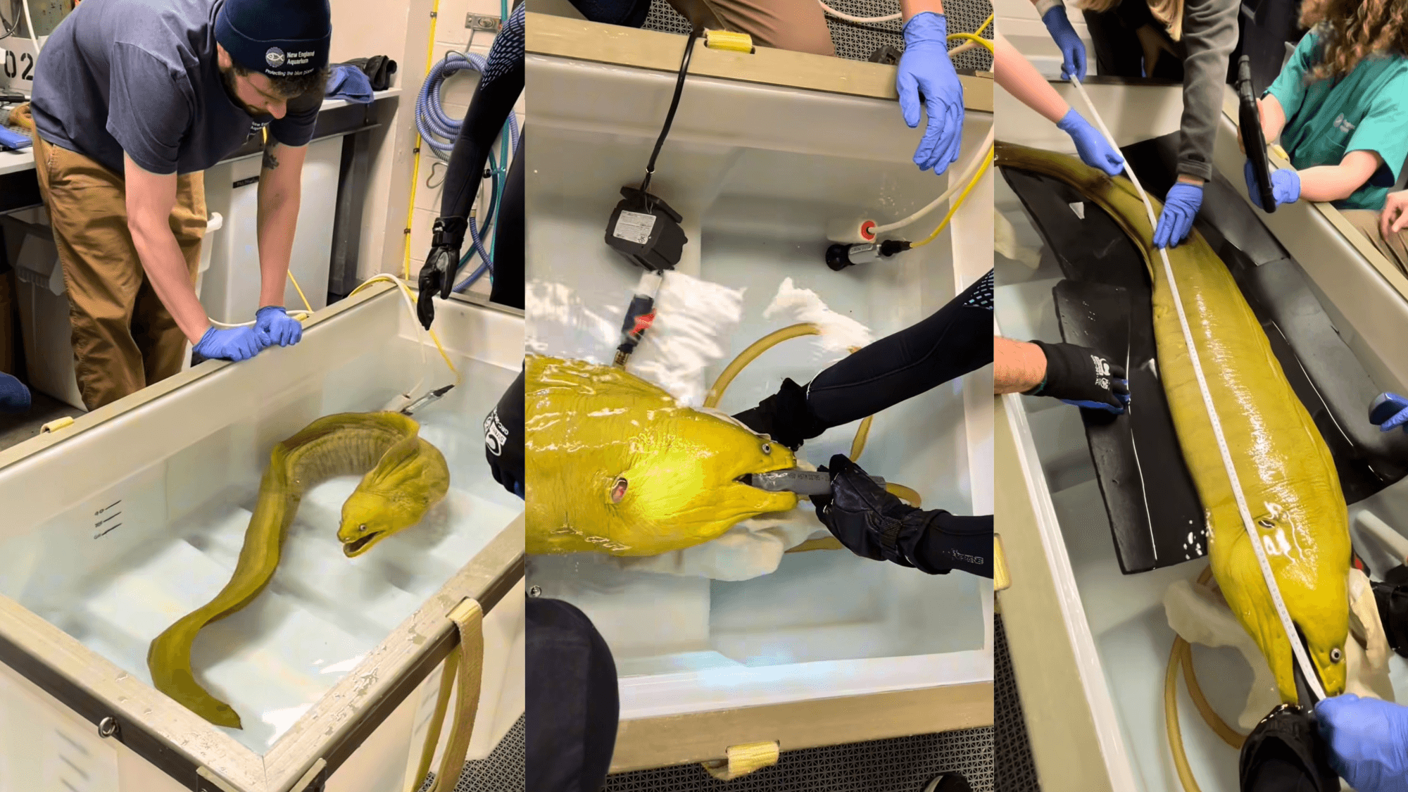 Thomas the Moray Eel Gets His Checkup