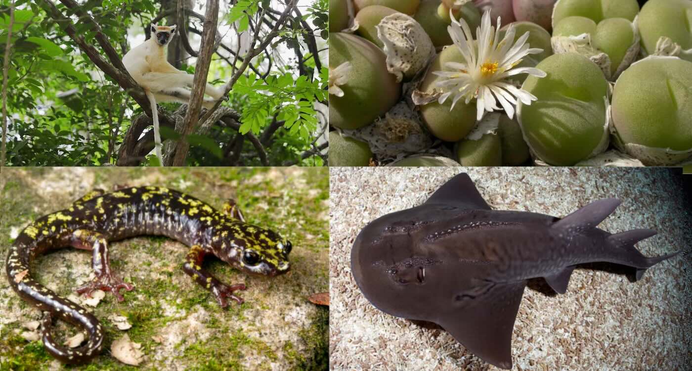 DiCaprio Joins $200M Push to Save Earth's Rarest Species
