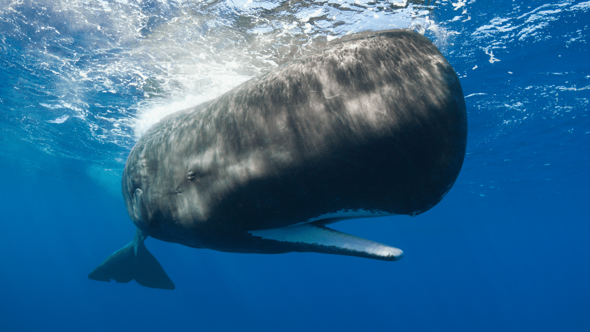 Sperm Whales Shift Language When Ships Approach