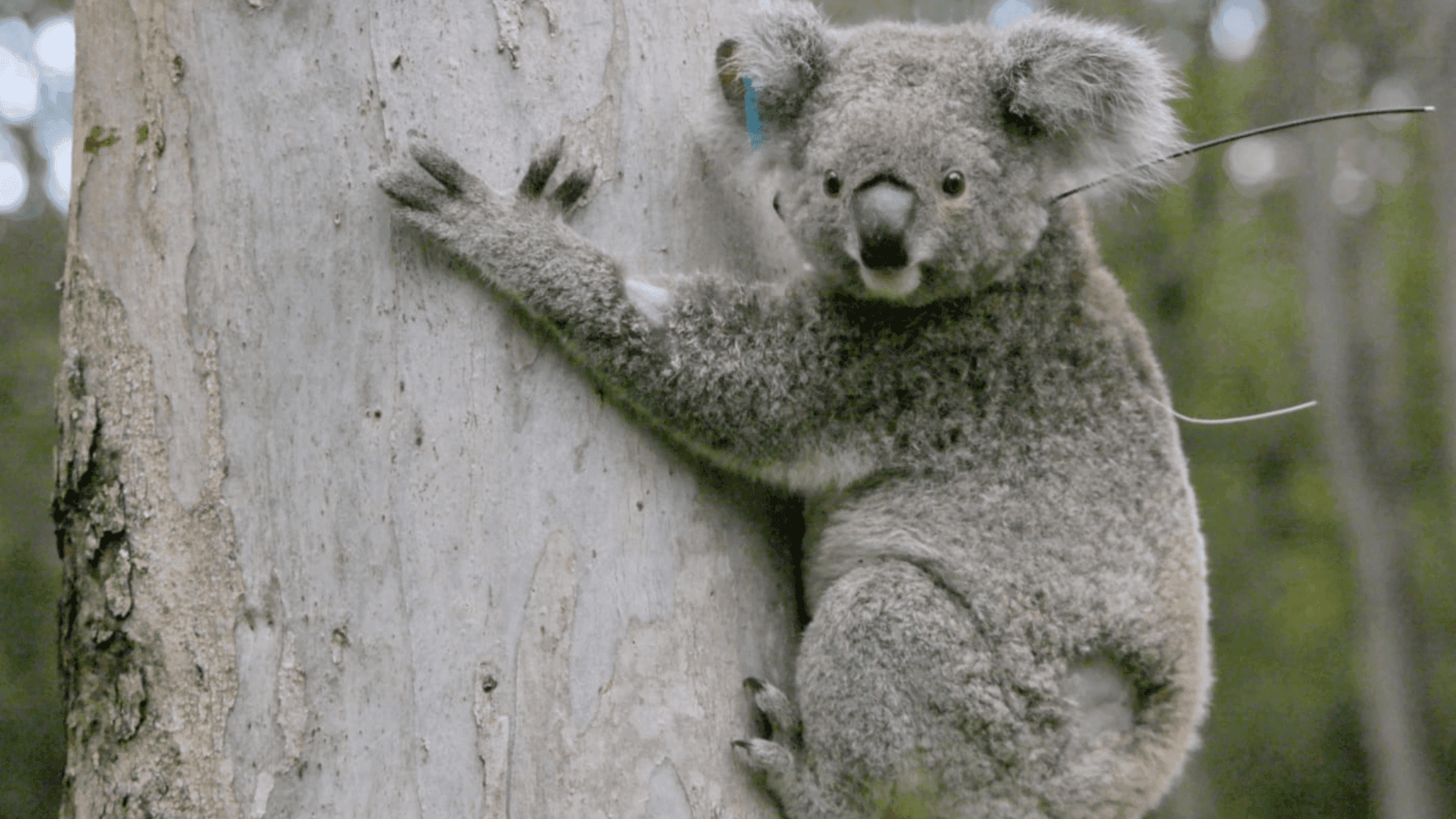 First Koala Receives Long-Acting Chlamydia Vaccine Implant