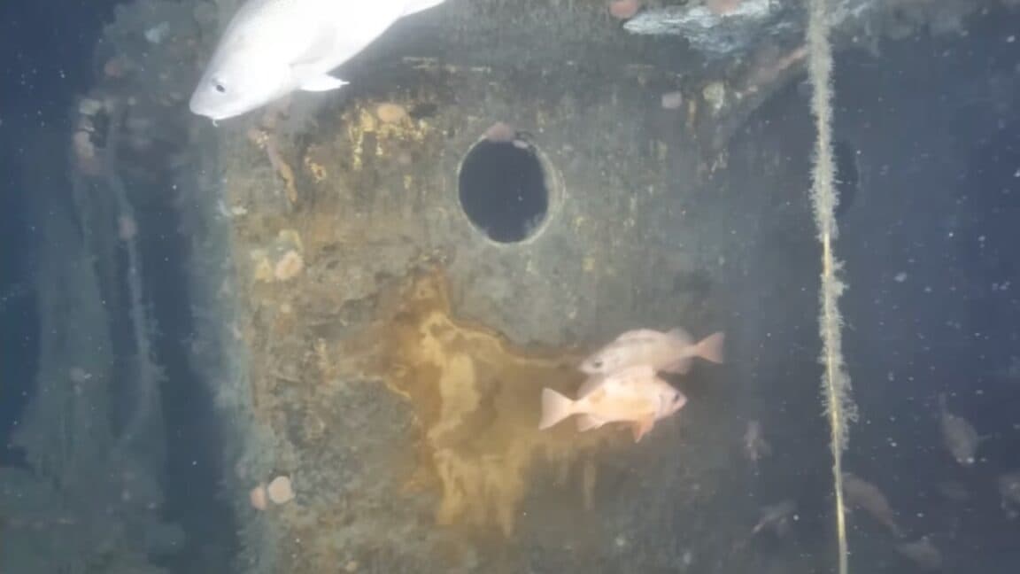 Shipwreck becomes unexpected underwater sanctuary