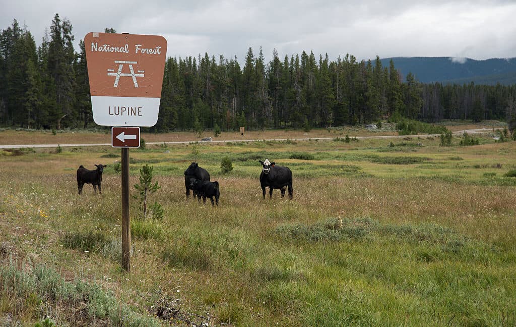 Biden secretly slashes public input on grazing lands