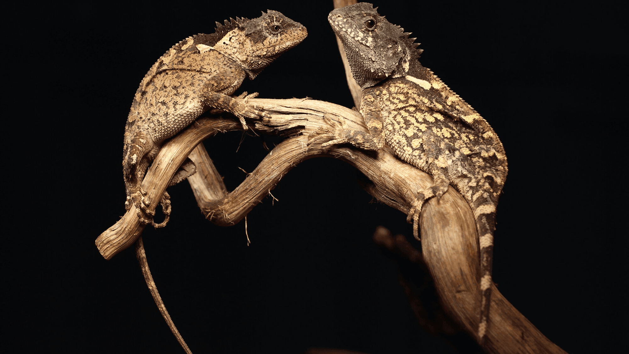 Dragon-Inspired Lizard Species Discovered (Firebreathing Optional)
