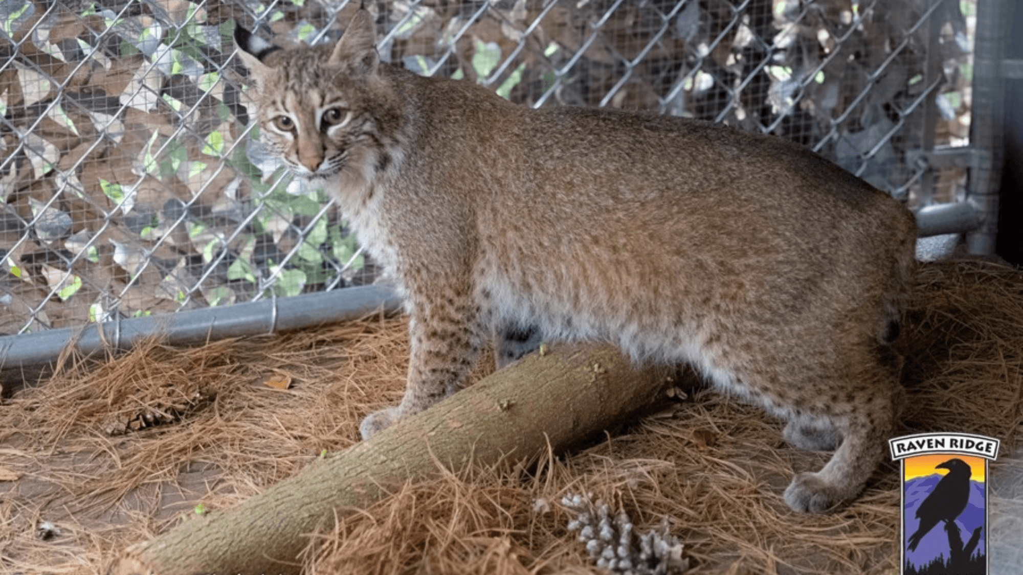 Community rallies to help bobcat bounce back
