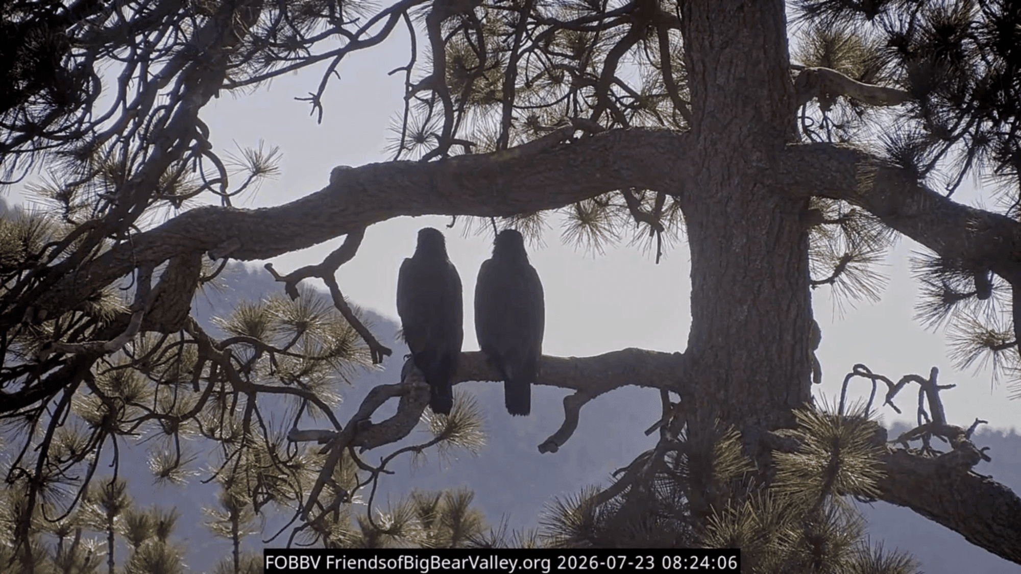 Sandy and Luna spread their wings beyond Big Bear Valley