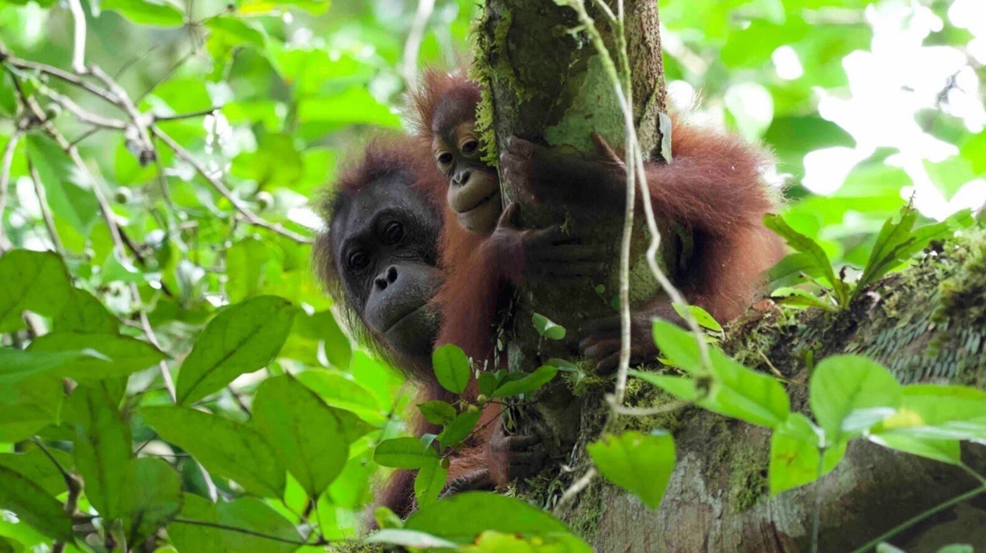 Orangutan motherhood decoded: Poop reveals breastfeeding's surprising timeline