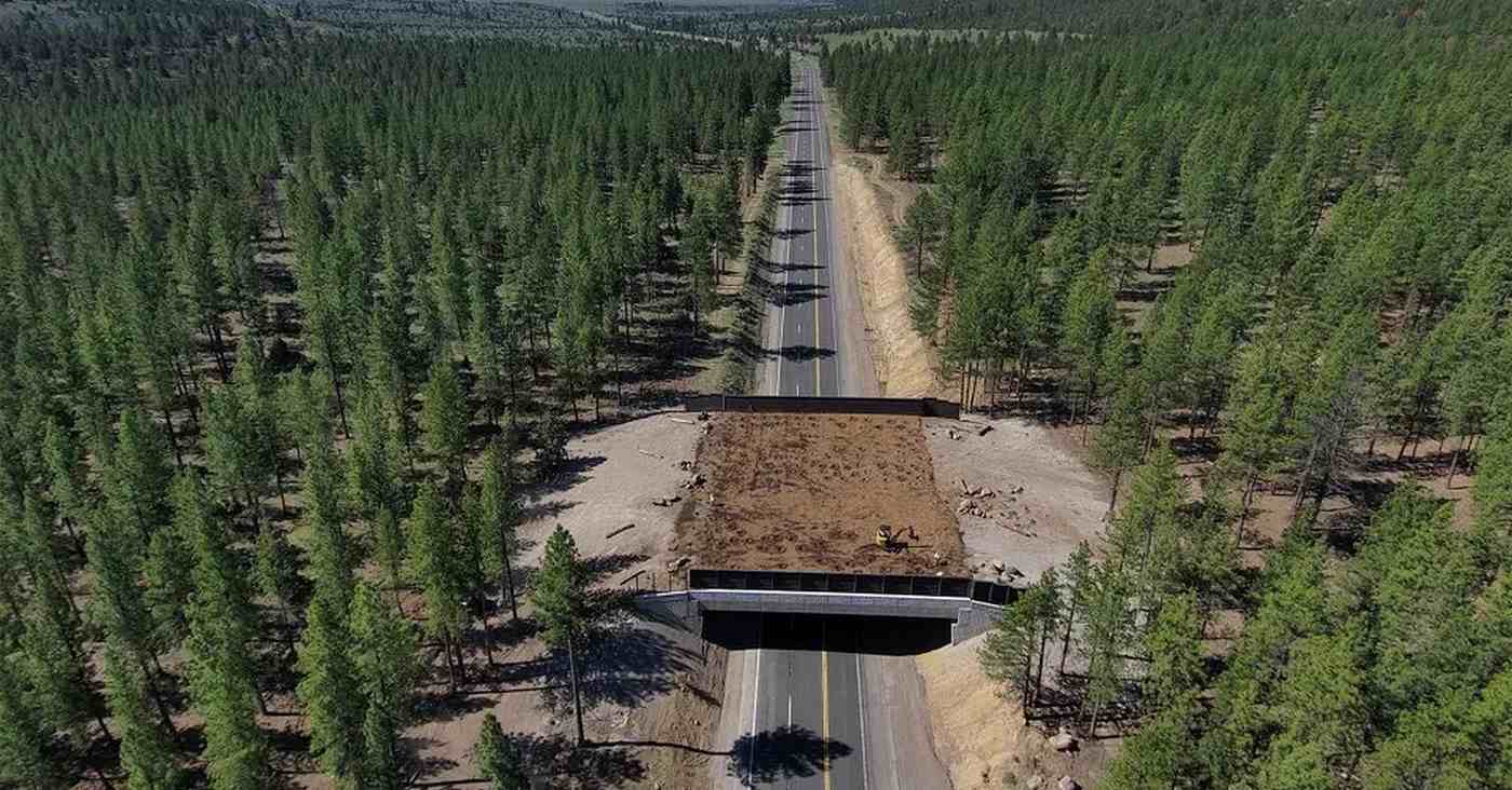 Deer Give New Wildlife Bridge a Five-Hoof Rating