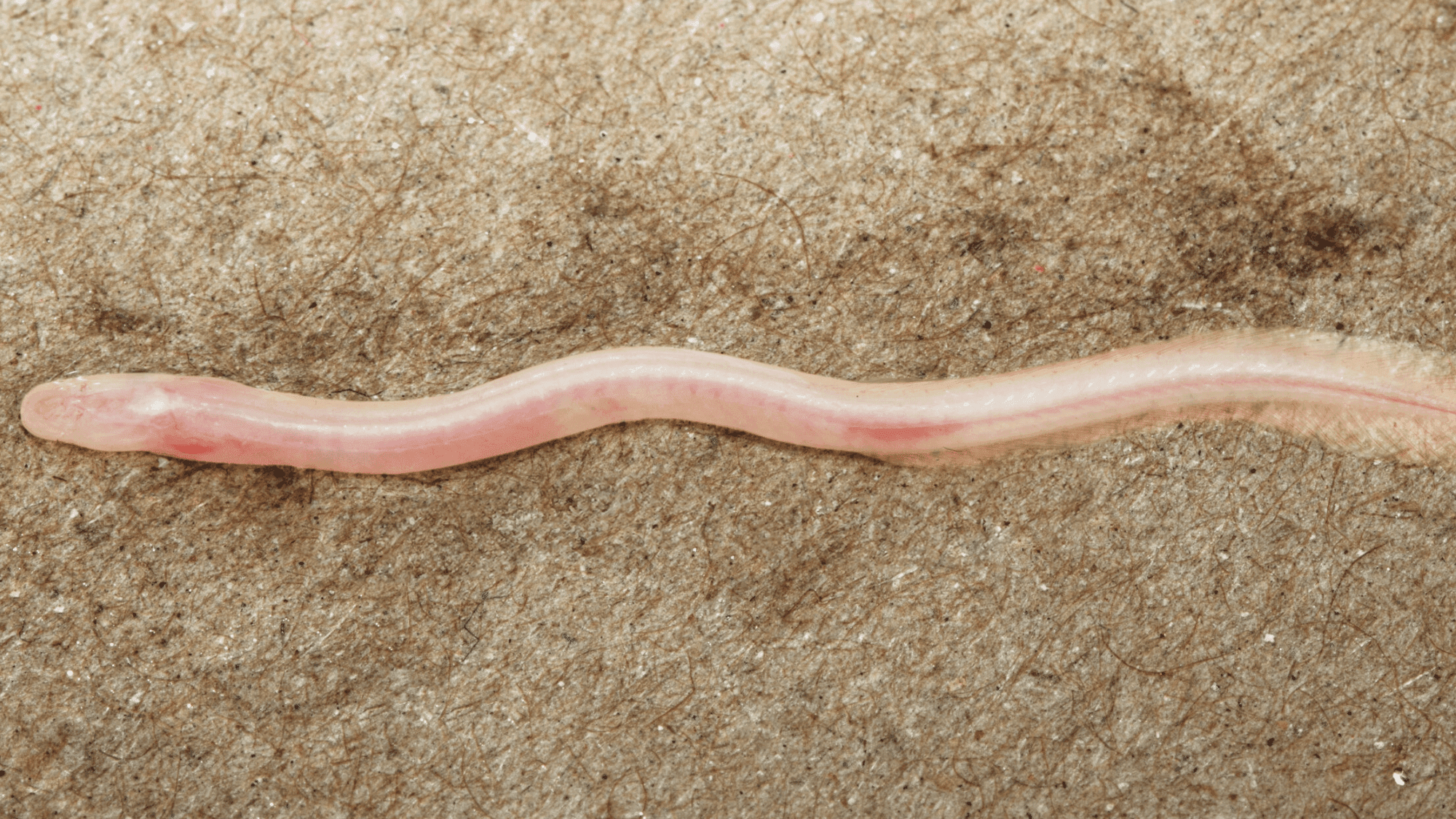 TikTok Leads Discovery of Ghostly New Underground Eel
