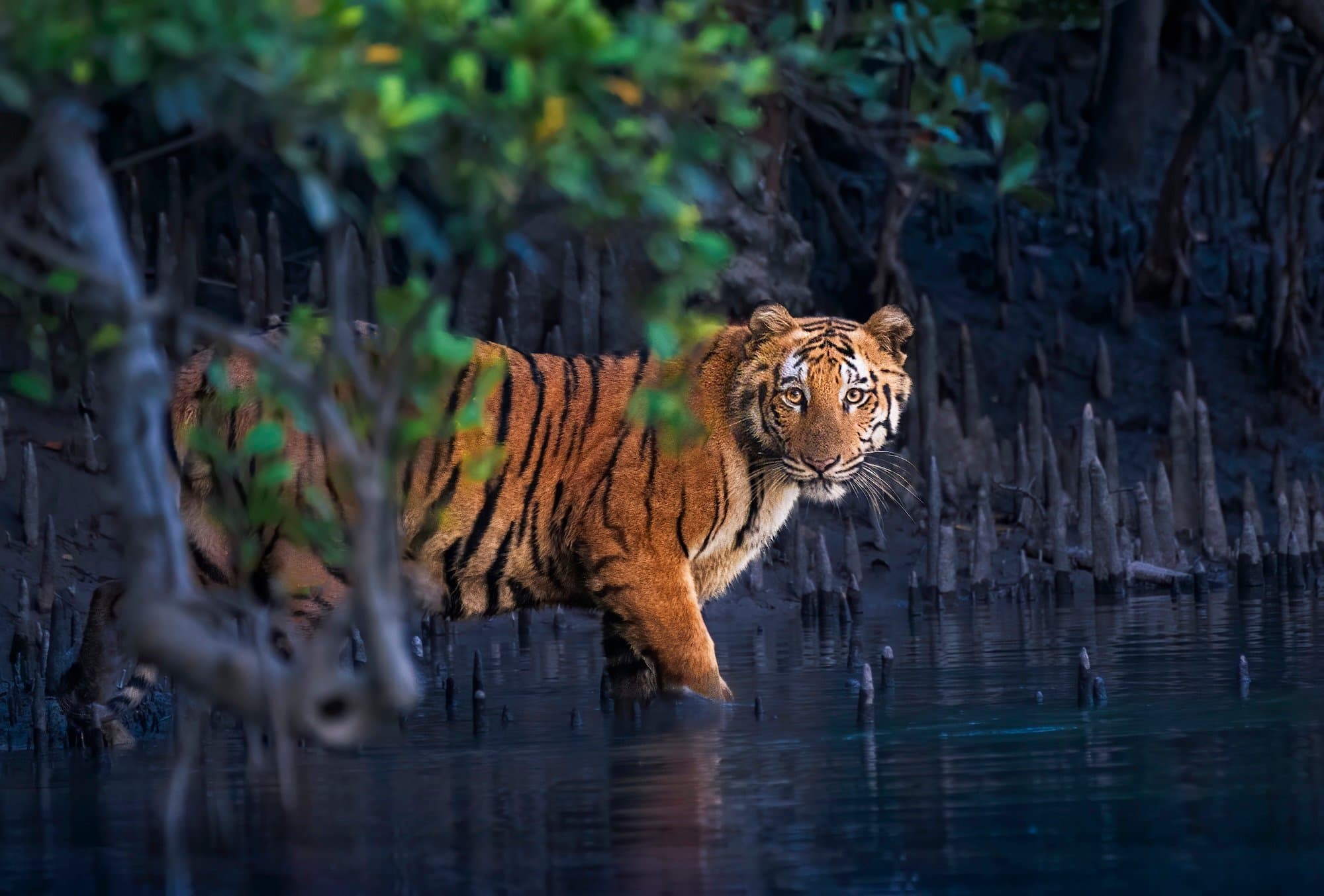 Wild Mangrove Moments: Nature's Most Stunning Shots