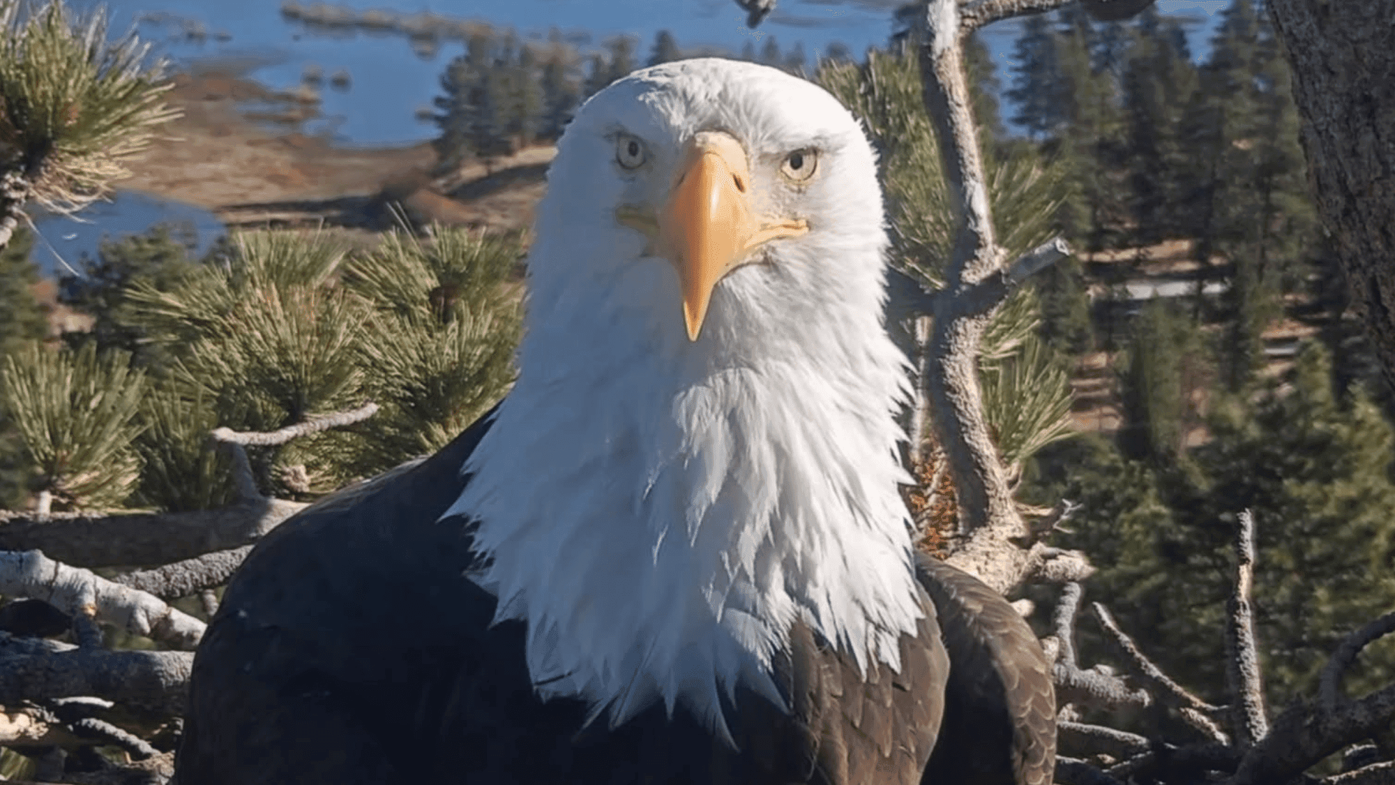 Internet's Favorite Eagle Mom Jackie Returns to Recovery