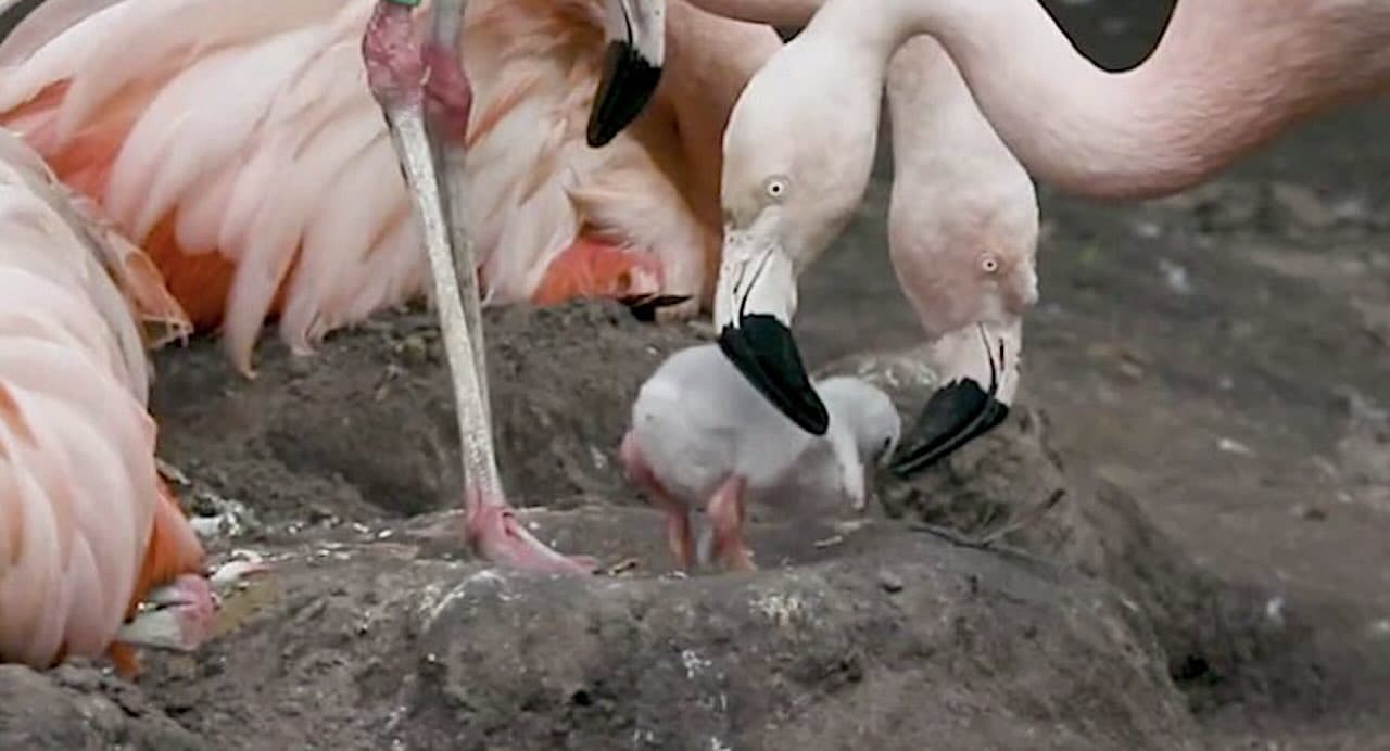 Thousands of Flamingo Chicks Bring Lake Back to Life in Turkey