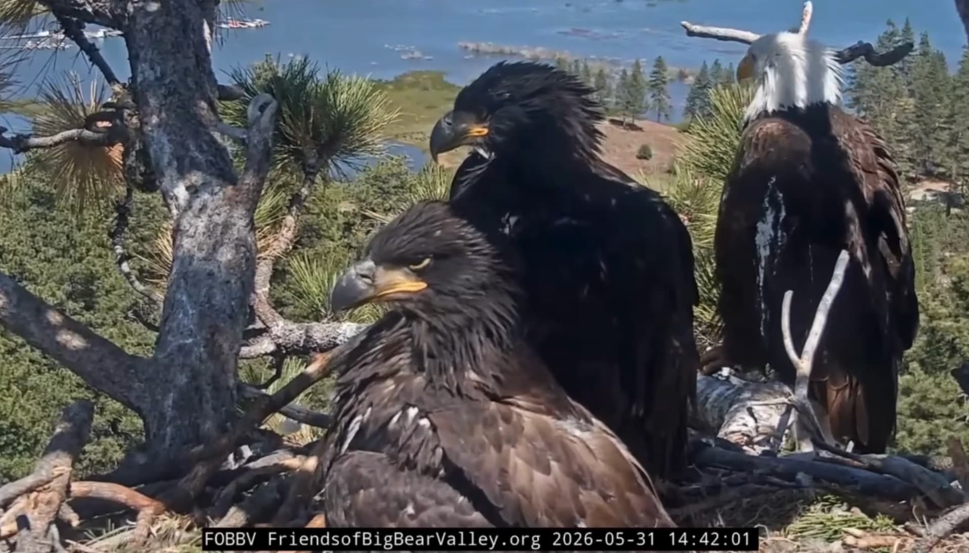 Mama Eagle Jackie Knows What's Best for Baby