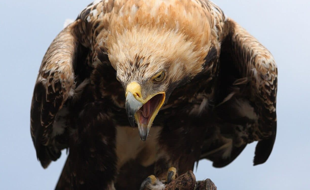 Serbia's Eagles Soar to Record Breeding Numbers
