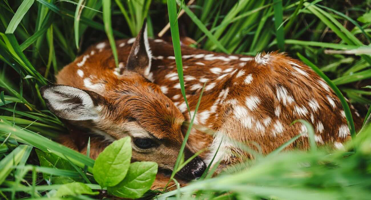 Drones Save Hundreds of Fawns From Mowers