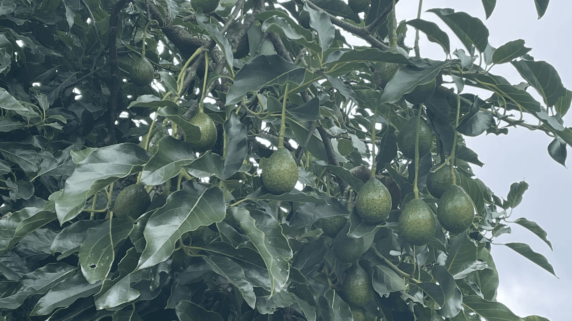 Ancient Avocado DNA Could Save Modern Crops